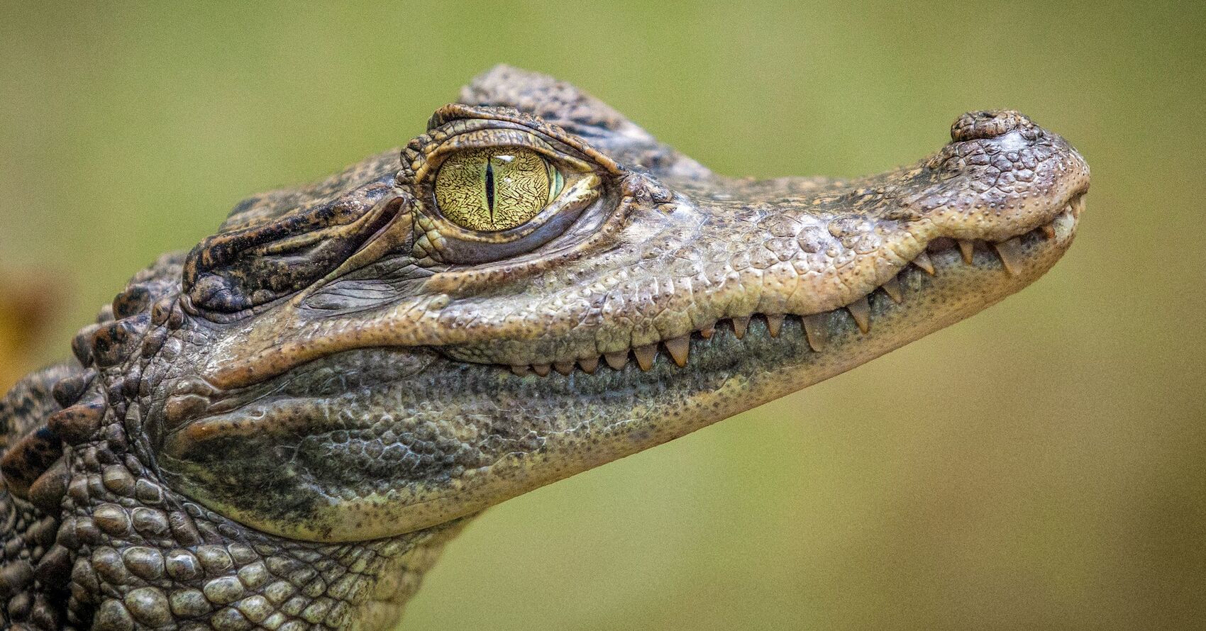 Chasing Wildlife Photo Contest